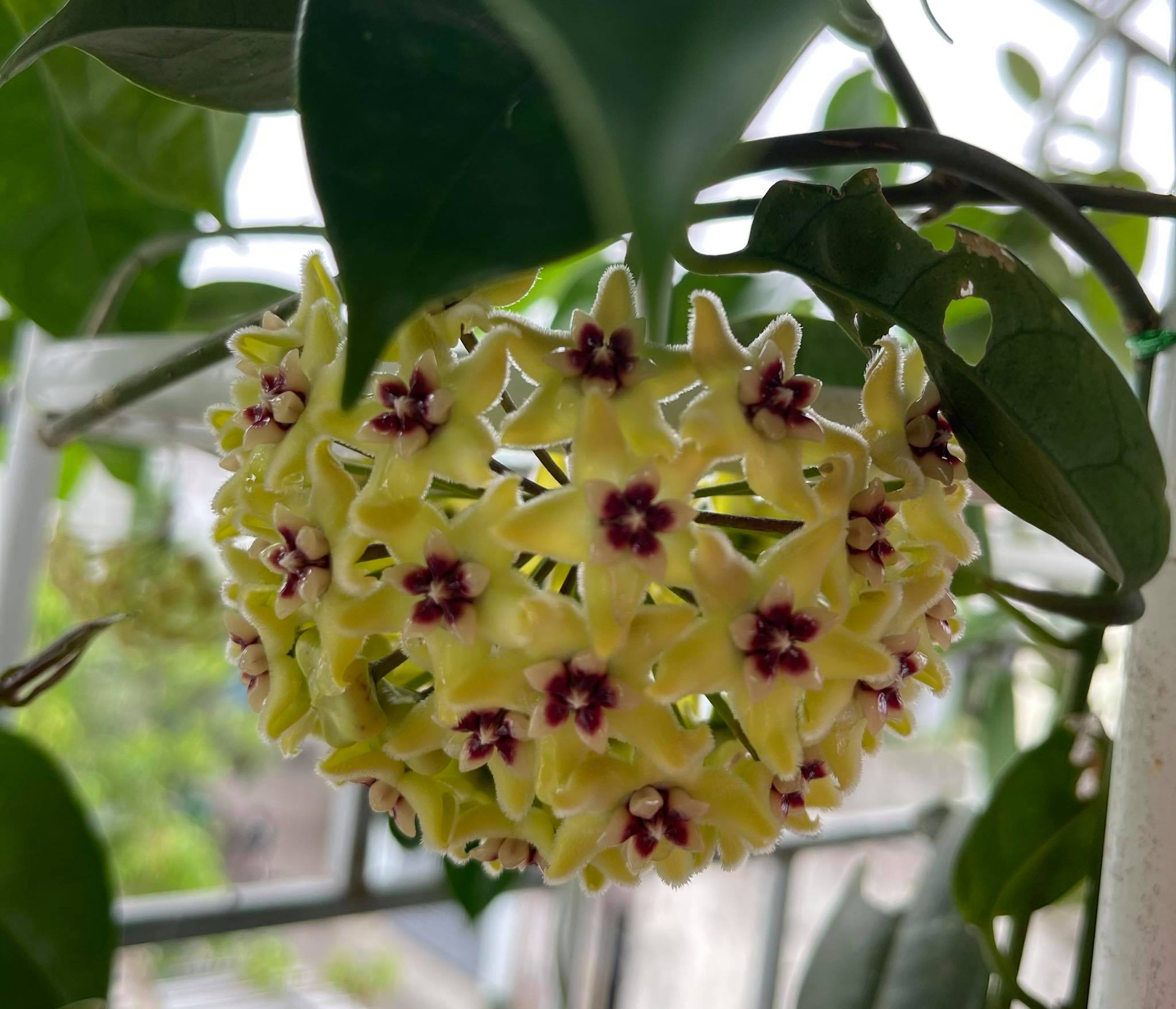 Hoya halconensis - cẩm cù bánh đậu xanh